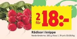 Rädisor i knippe