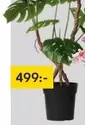 Monstera