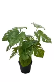 Monstera - Grön - 30 cm