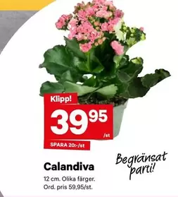 Calandiva