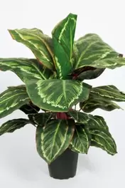 Maranta - Grön - 60 cm