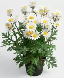 Prästkrage i kruka - Naturtrogen Margurite