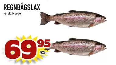 REGNBÅGSLAX