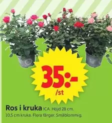 Ros i kruka