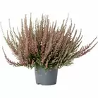Ljung Danblumen 12cm kruka