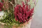 Ljung Danblumen 12cm kruka