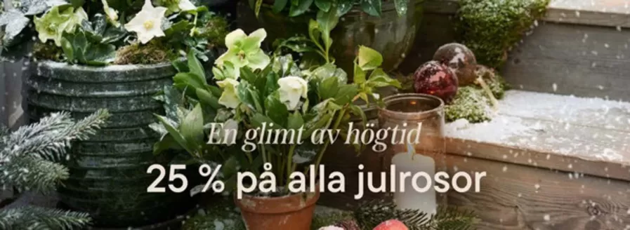 Plantagen-katalog | 25% på alla julrosor! | 2025-11-05T00:00:00.000Z - 2025-11-20T00:00:00.000Z