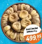 DAĞ İNCİRİ