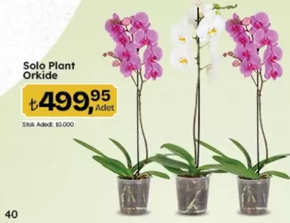 Solo Plant Orkide