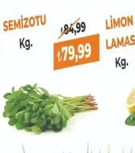 SEMİZOTU