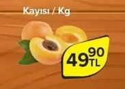 Kayısı