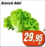 Kıvırcık Adet