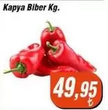 Kapya Biber Kg.
