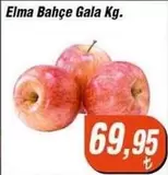Elma Bahçe Gala Kg.