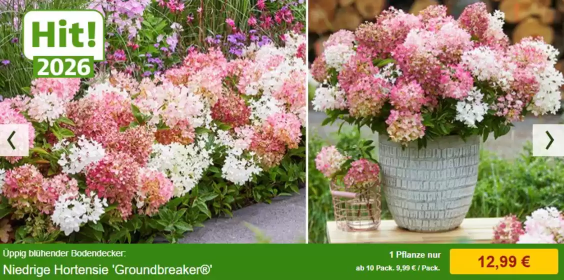 Baldur Garten Katalog in Römhild | Angebote-* | 2025-12-23T00:00:00.000Z - 2026-01-09T00:00:00.000Z