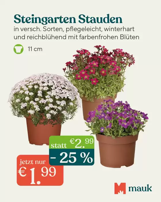Pflanzen Mauk Katalog in Münster | Steingarten Stauden | 2026-03-12T00:00:00.000Z - 2026-03-17T00:00:00.000Z
