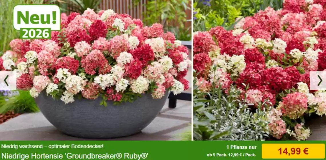 Baldur Garten Prospekt in Titisee-Neustadt | Neu 2026! | 2026-08-26T00:00:00.000Z - 2026-09-12T00:00:00.000Z