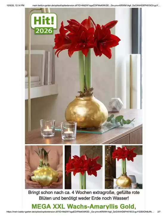 Baldur Garten Katalog | Mega XXL Wachs - Amaryllis Gold | 2026-10-09T00:00:00.000Z - 2026-10-31T00:00:00.000Z