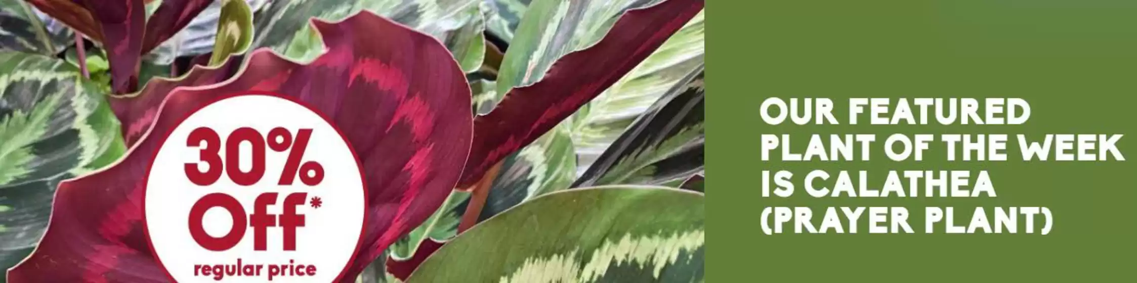 Sheridan Nurseries catalogue in Birtle | Save 65 % to 75 % off  | 2025-09-11T00:00:00.000Z - 2025-09-24T00:00:00.000Z