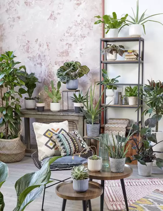 Plant Pots and Pot Covers