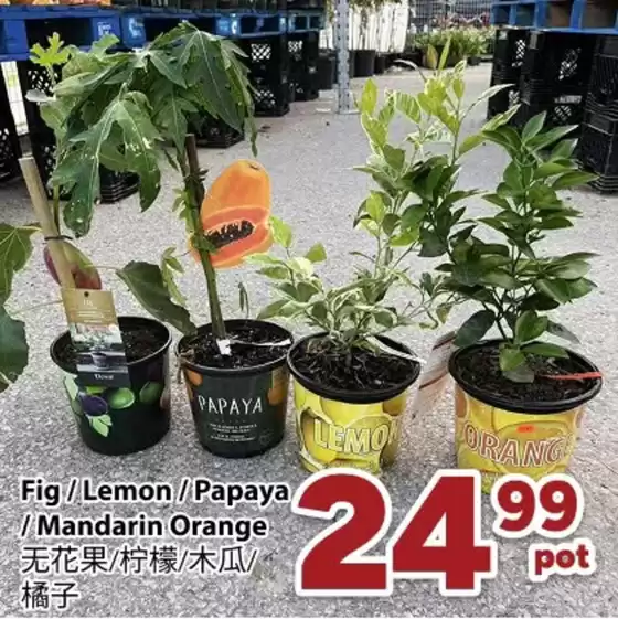 Nations Fresh Foods catalogue | Don't miss out on these amazing prices! | 2026-06-12T00:00:00.000Z - 2026-06-18T00:00:00.000Z
