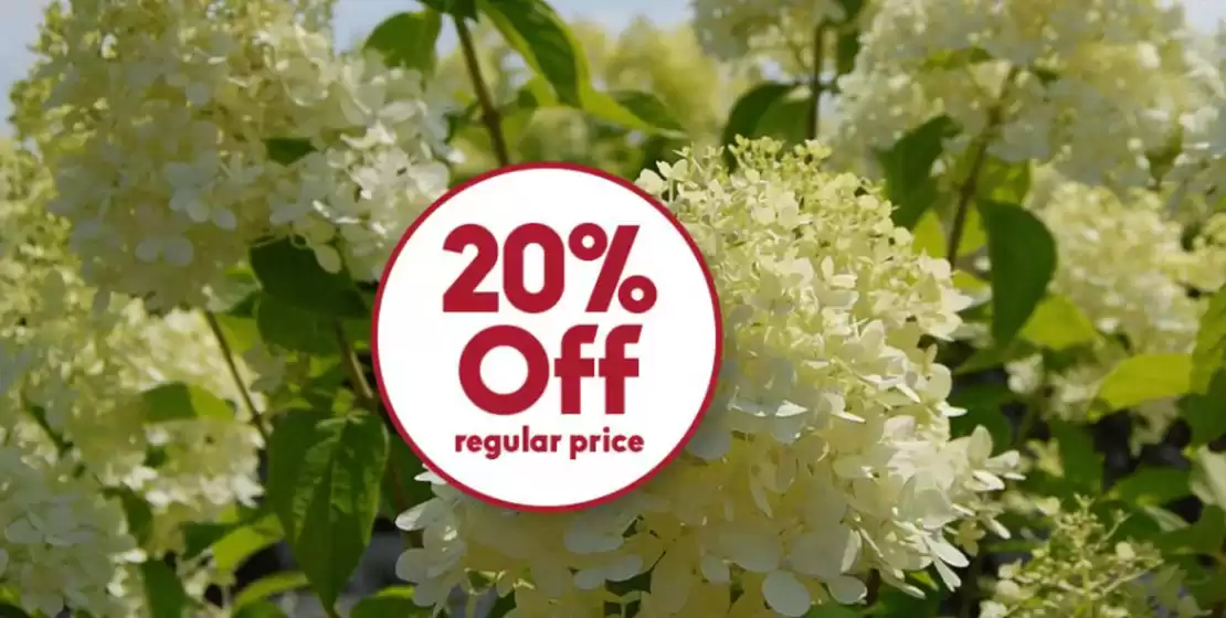 20% off 