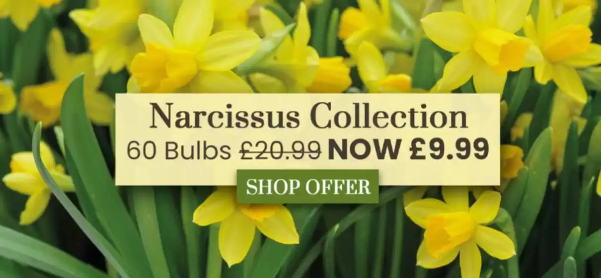 Dobbies Garden Centre catalogue in Croydon | Narcissus Collection  | 2025-08-29T00:00:00.000Z - 2025-09-09T00:00:00.000Z