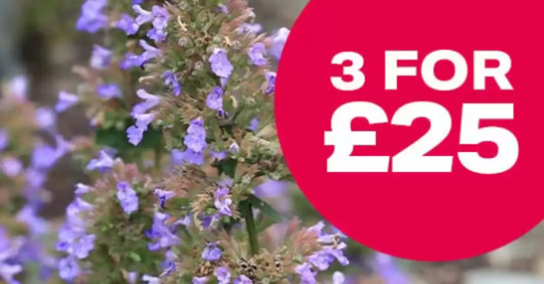 Webbs catalogue in Croydon | 3 For £25 | 2025-08-29T00:00:00.000Z - 2025-09-16T00:00:00.000Z