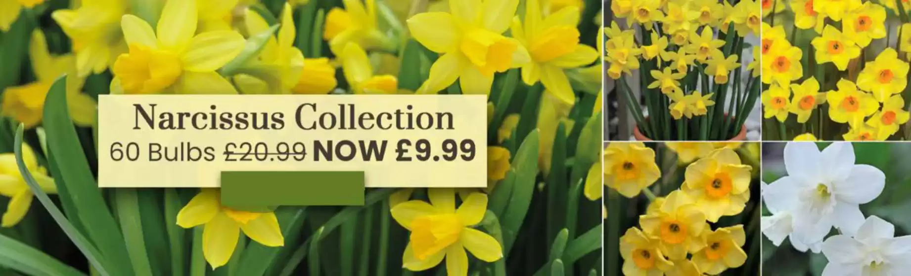 Deal of the Week!