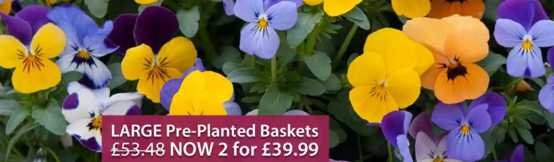 Thompson & Morgan catalogue in Hinton | Large Pre Planted Baskets | 2025-10-01T00:00:00.000Z - 2025-10-12T00:00:00.000Z