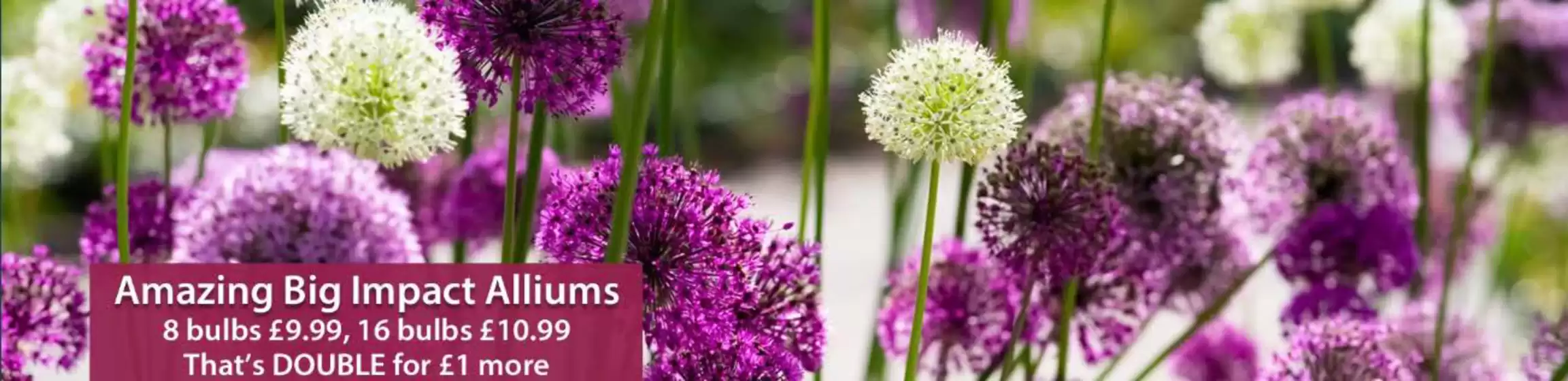 Thompson & Morgan catalogue in Bridgwater | Amazing Big Imact Alliums | 2025-10-30T00:00:00.000Z - 2025-11-01T00:00:00.000Z