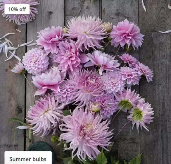 Crocus catalogue | Summer Bulbs | 2025-11-19T00:00:00.000Z - 2025-11-30T00:00:00.000Z