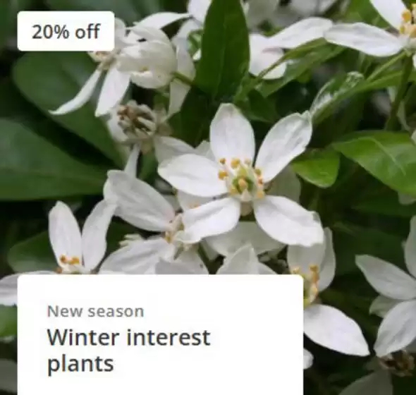 Crocus catalogue | Winter Interest Plants | 2025-11-19T00:00:00.000Z - 2025-12-07T00:00:00.000Z