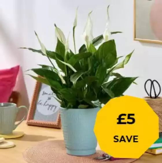 Flying Flowers catalogue in Bromley | 50% Extra Free* | 2025-12-26T00:00:00.000Z - 2025-12-31T00:00:00.000Z