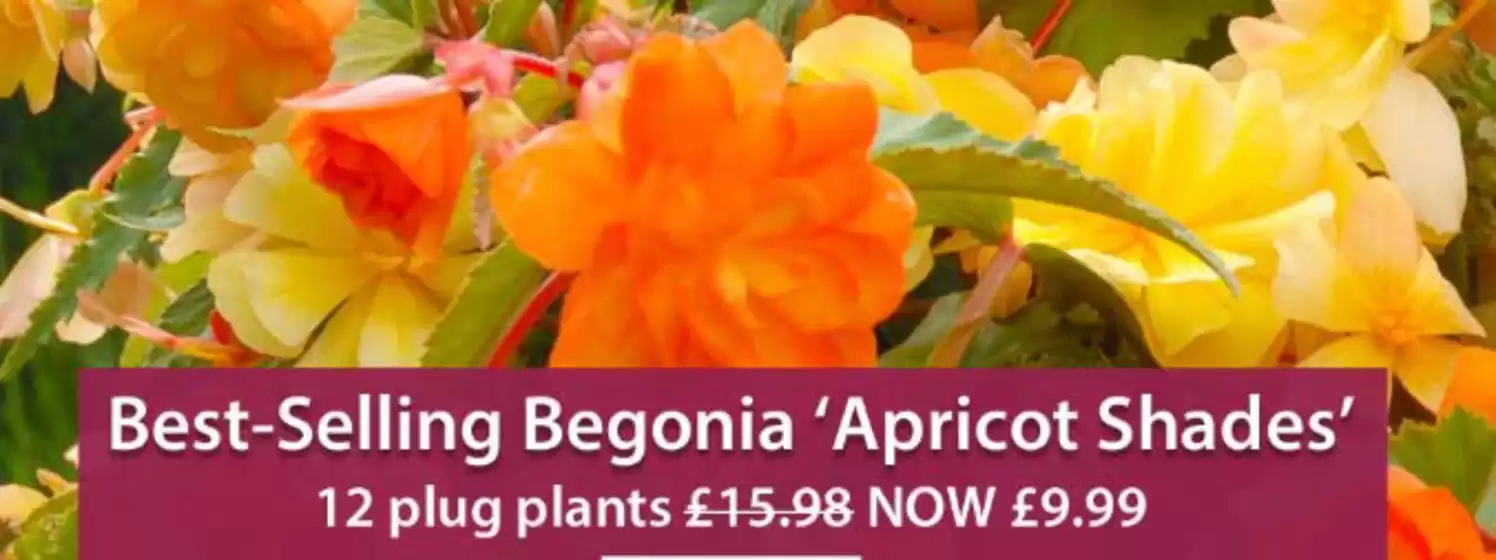 Thompson & Morgan catalogue in Brechin | Best Selling Begonia Apricot Shades | 2026-01-27T00:00:00.000Z - 2026-02-20T00:00:00.000Z