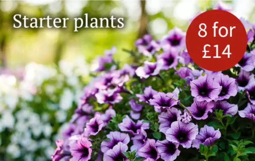 Notcutts Garden Centre catalogue in Bath | Starter Plants | 2026-02-19T00:00:00.000Z - 2026-02-28T00:00:00.000Z