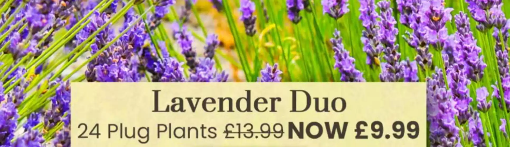 Dobbies Garden Centre catalogue in Walsall | Lavander Duo | 2026-03-12T00:00:00.000Z - 2026-03-19T00:00:00.000Z