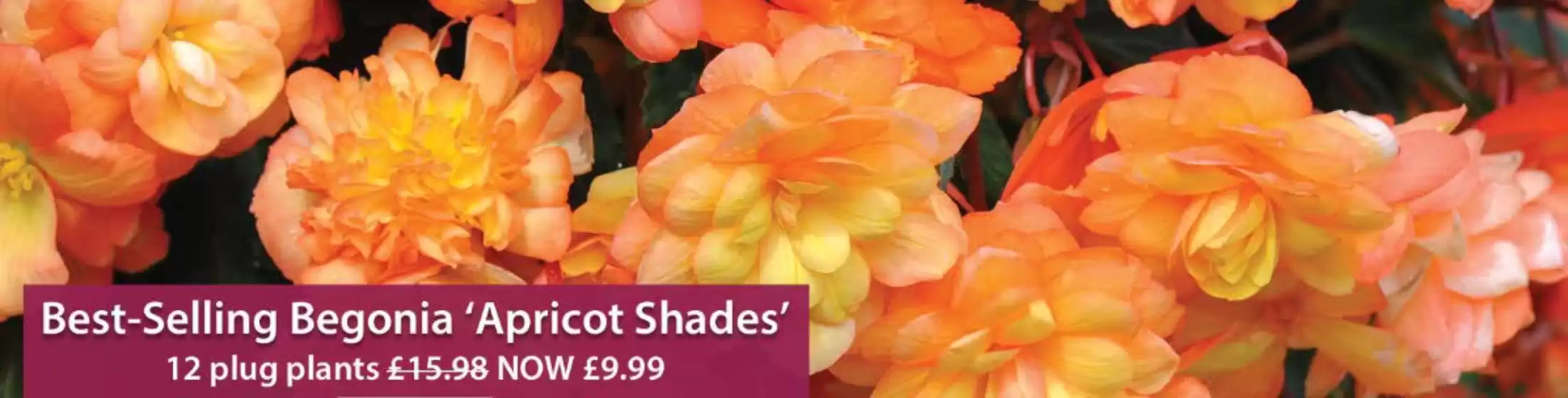 Thompson & Morgan catalogue in Dudley | Best Selling Begonia Apricot Shades | 2026-03-12T00:00:00.000Z - 2026-03-21T00:00:00.000Z