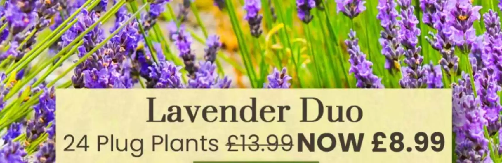 Dobbies Garden Centre catalogue | Lavender Duo | 2026-04-07T00:00:00.000Z - 2026-04-29T00:00:00.000Z