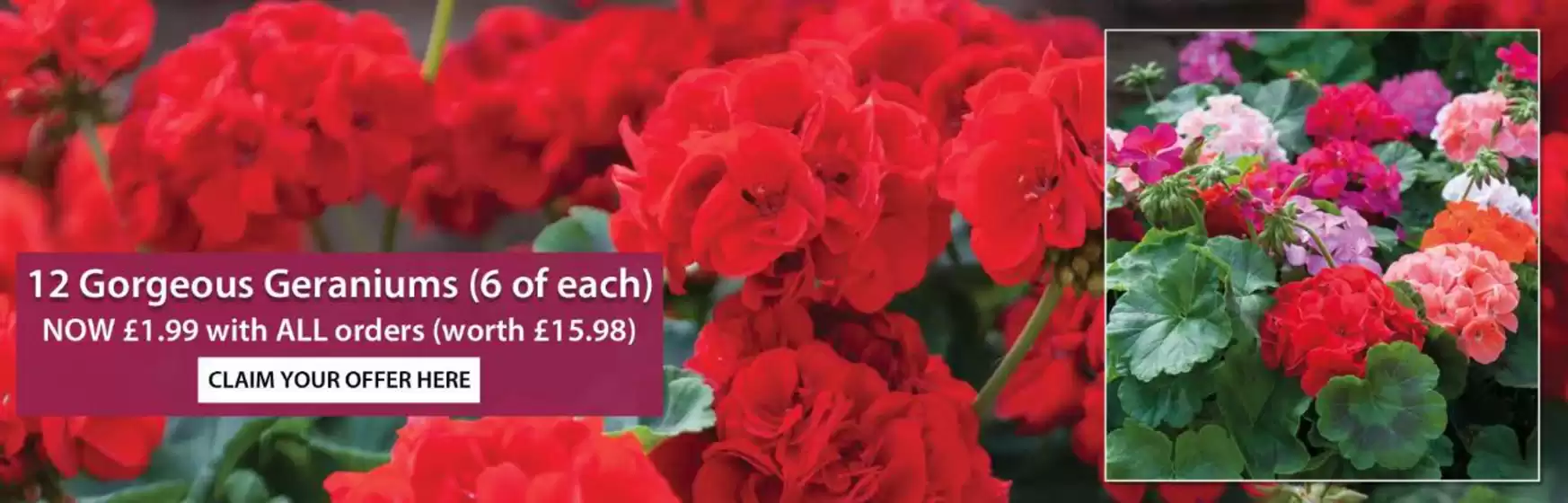 Thompson & Morgan catalogue | 12 Gorgeous Geraniums | 2026-04-21T00:00:00.000Z - 2026-04-27T00:00:00.000Z
