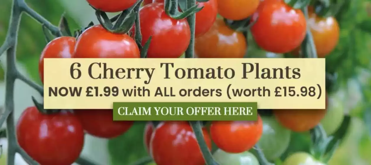 Dobbies Garden Centre catalogue | 6 Cherry Tomato Plants | 2026-04-21T00:00:00.000Z - 2026-05-07T00:00:00.000Z