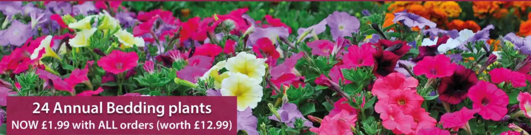 Thompson & Morgan catalogue in Wincanton | 24 Annual Bedding Plants | 2026-04-27T00:00:00.000Z - 2026-05-01T00:00:00.000Z