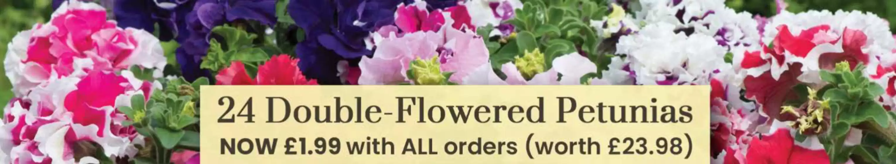 Dobbies Garden Centre catalogue in Wincanton | 24 Double Flowered Petunias | 2026-04-27T00:00:00.000Z - 2026-05-13T00:00:00.000Z