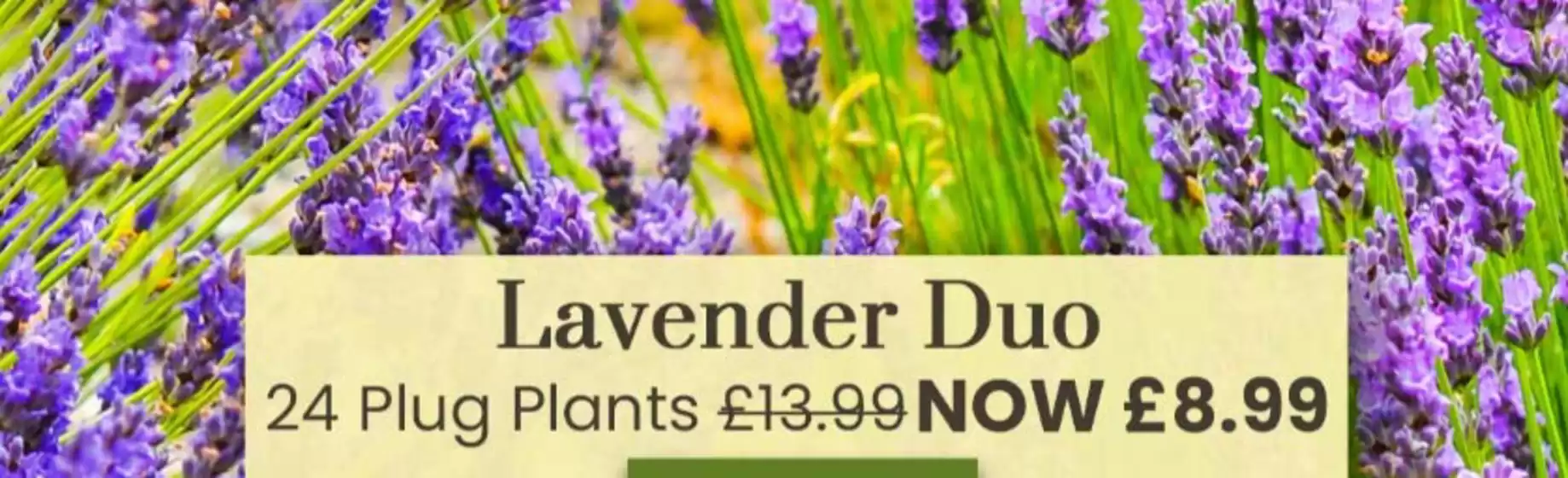 Dobbies Garden Centre catalogue | Lavender Duo` | 2026-05-14T00:00:00.000Z - 2026-05-27T00:00:00.000Z