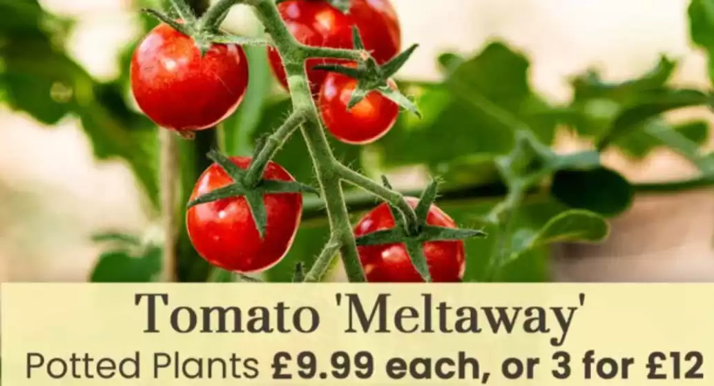 Dobbies Garden Centre catalogue | Tomato Meltaway | 2026-06-02T00:00:00.000Z - 2026-06-22T00:00:00.000Z