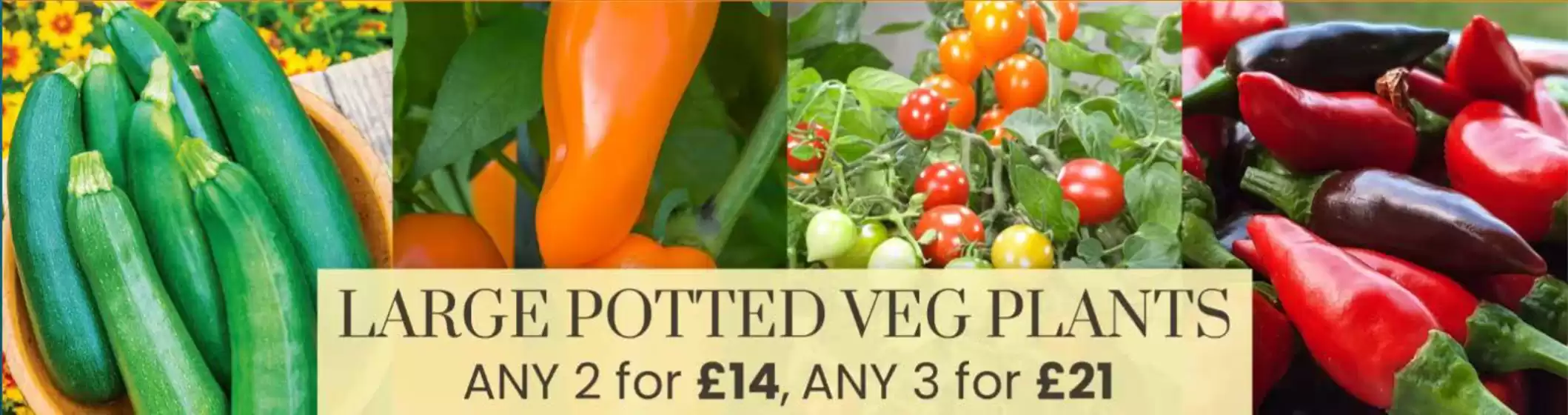 Dobbies Garden Centre catalogue in Chippenham | Large Potted Veg Plants | 2026-06-30T00:00:00.000Z - 2026-07-24T00:00:00.000Z