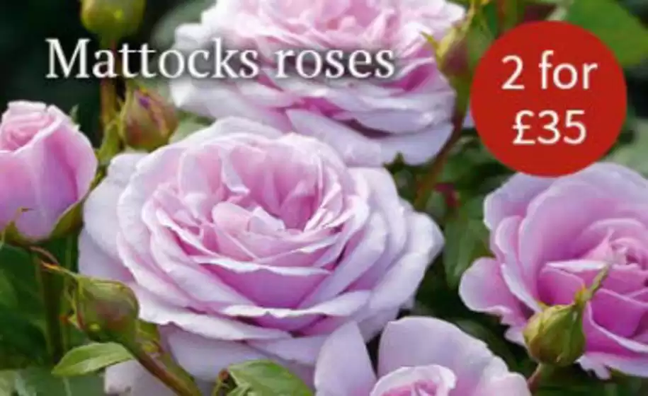 Notcutts Garden Centre catalogue | Mttocks Roses | 2026-08-05T00:00:00.000Z - 2026-08-24T00:00:00.000Z