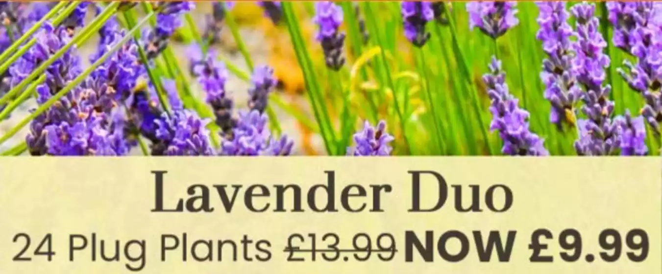 Dobbies Garden Centre catalogue | Lavender Duo* | 2026-08-05T00:00:00.000Z - 2026-08-16T00:00:00.000Z