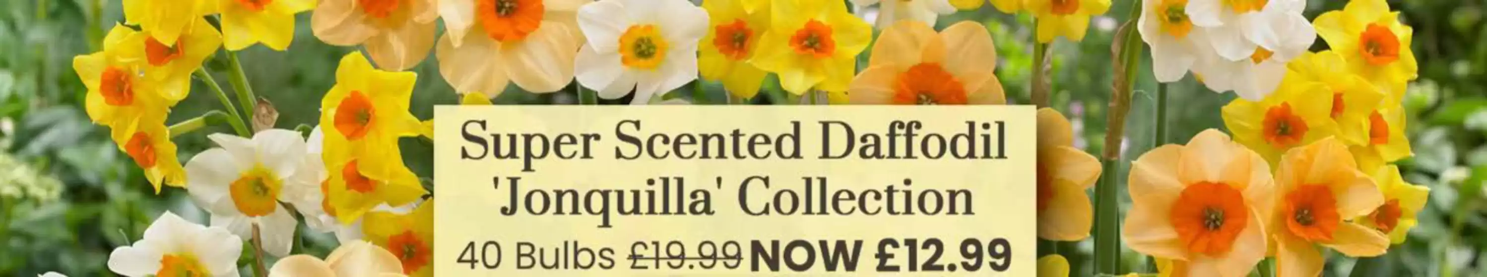 Dobbies Garden Centre catalogue | Super Sceted Daffodil Jonquilla Collection | 2026-08-20T00:00:00.000Z - 2026-09-08T00:00:00.000Z