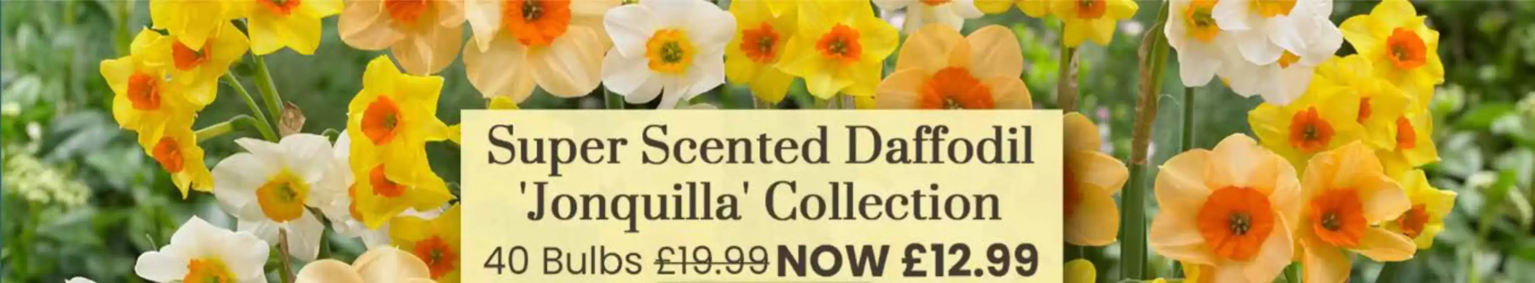 Dobbies Garden Centre catalogue | Super Sceted Daffodil Jonquilla Collection! | 2026-09-16T00:00:00.000Z - 2026-10-10T00:00:00.000Z